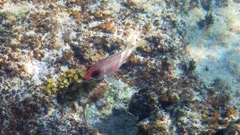 Squirrelfish (8